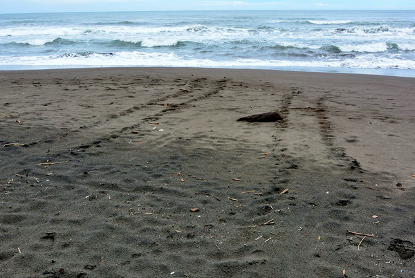 Huellas de tortuga verde en la playa de Tortuguero Huellas de tortuga verde en la playa de Tortuguero