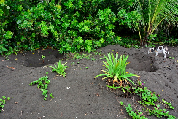 Un perro olisquea entre nidos de tortuga en la playa de Tortuguero Un perro olisquea entre nidos de tortuga en la playa de Tortuguero