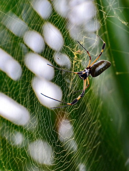Araña en Tortuguero Araña en Tortuguero