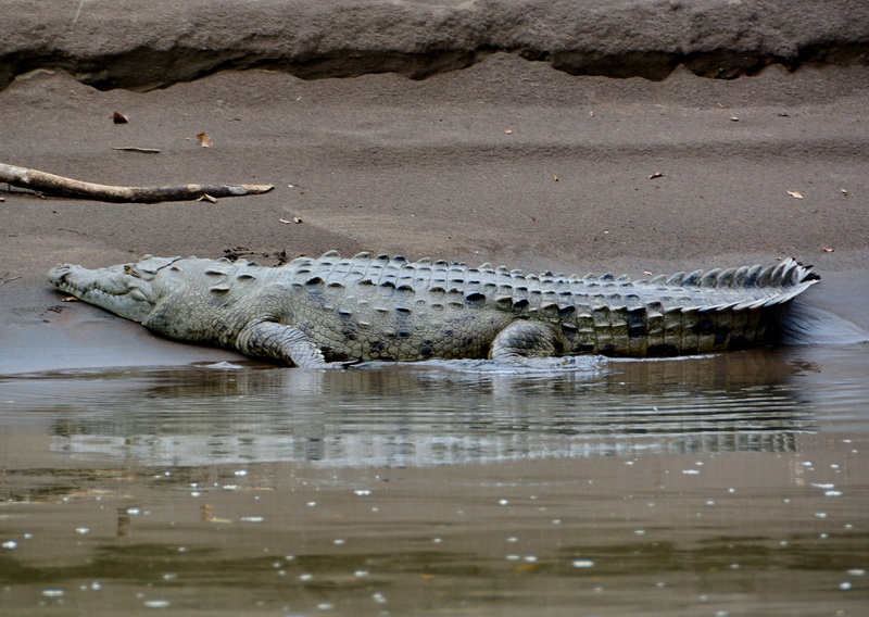 Cocodrilo en Tortuguero Cocodrilo en Tortuguero
