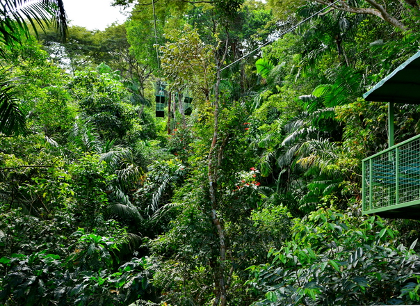 Selva en Gamboa desde el teleférico Selva en Gamboa desde el teleférico