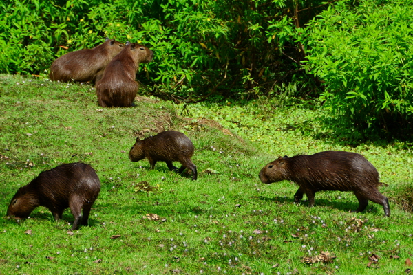 Capibaras en Gamboa Capibaras en Gamboa