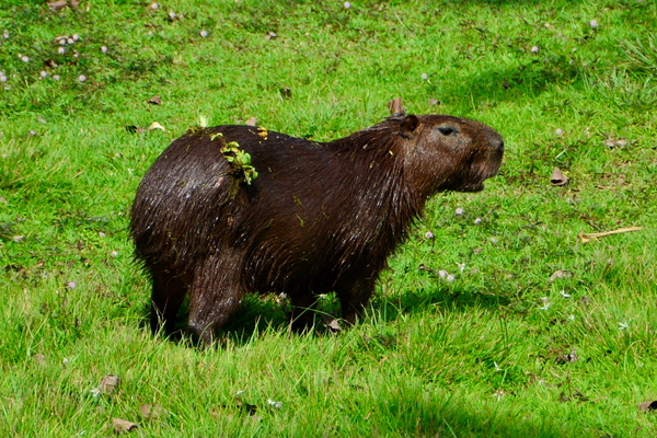 Capibara en Gamboa Capibara en Gamboa