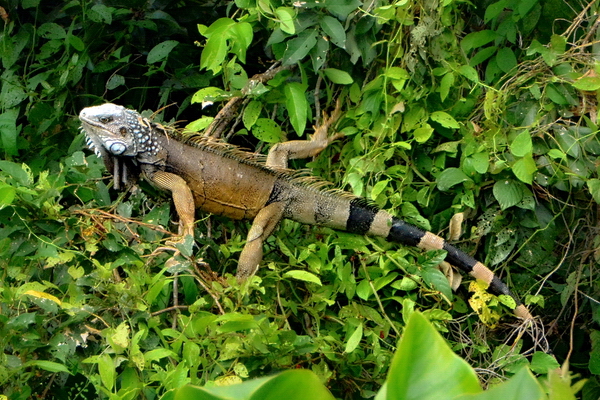 Iguana macho en celo a orillas del Canal Iguana macho en celo a orillas del Canal