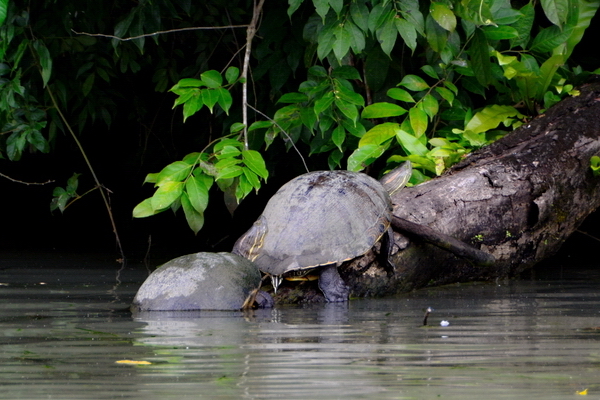 Tortugas Tortugas