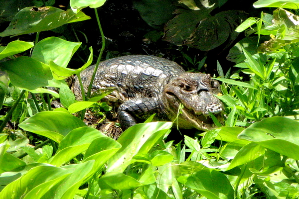 Cocodrilo en las orillas del Canal Cocodrilo en las orillas del Canal