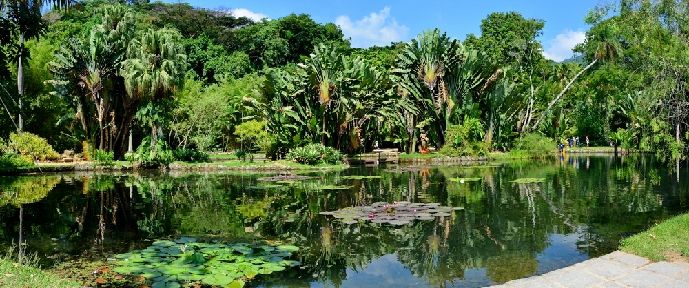 Lago en el Jardín Botánico de Rio de Janeiro Lago en el Jardín Botánico de Rio de Janeiro