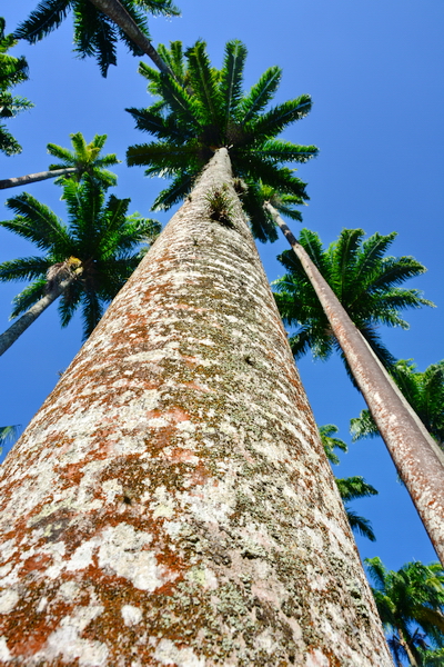 Palmera real en el Jardín Botánico de Rio de Janeiro Palmera real en el Jardín Botánico de Rio de Janeiro