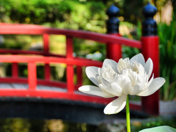 Flor de loto en el Jardín Botánico de Rio de Janeiro Flor de loto en el Jardín Botánico de Rio de Janeiro