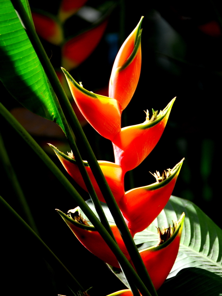 Heliconia en el Jardín Botánico de Rio de Janeiro Heliconia en el Jardín Botánico de Rio de Janeiro