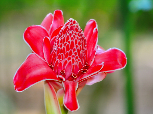 En el Jardín Botánico de Río de Janeiro 5 En el Jardín Botánico de Río de Janeiro 5