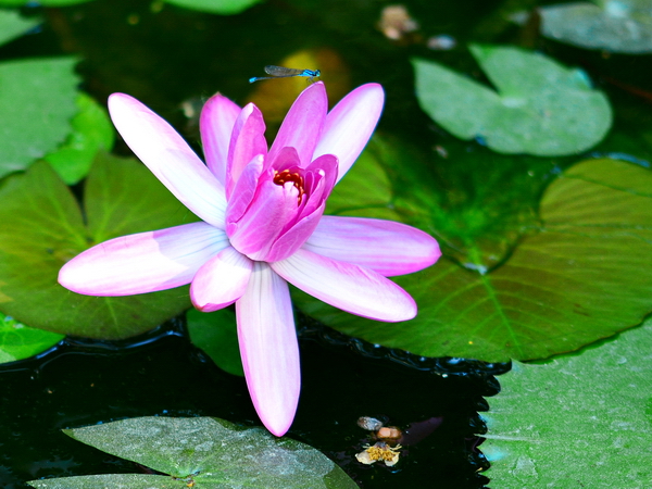Flor de nenúfar en el Jardín Botánico de Rio de Janeiro Flor de nenúfar en el Jardín Botánico de Rio de Janeiro