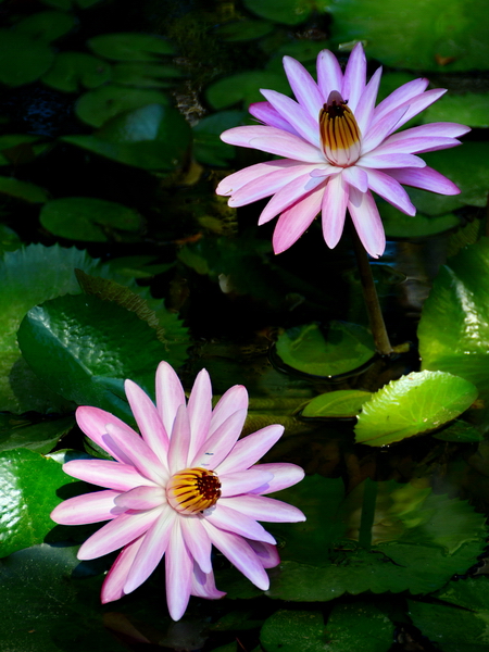 Nenúfares en el Jardín Botánico de Rio de Janeiro Nenúfares en el Jardín Botánico de Rio de Janeiro