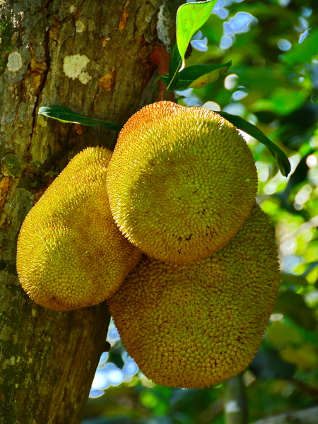 En el Jardín Botánico de Río de Janeiro 6 En el Jardín Botánico de Río de Janeiro 6
