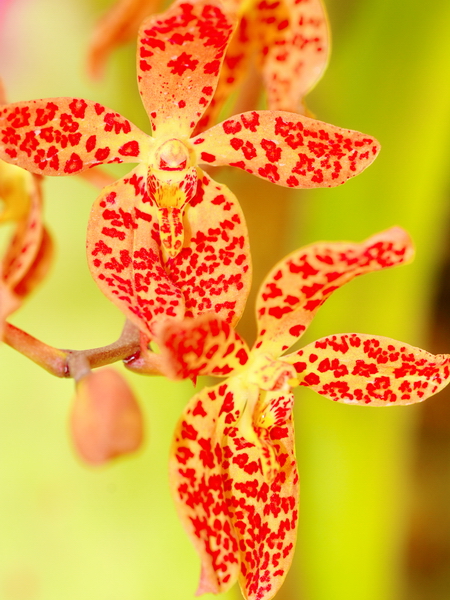 Orquidea en el Jardín Botánico de Rio de Janeiro 7 Orquidea en el Jardín Botánico de Rio de Janeiro 7