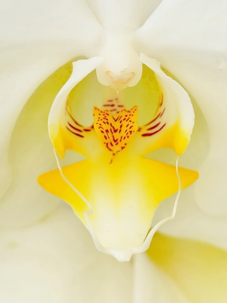 Orquidea 3 Orquidea 3
