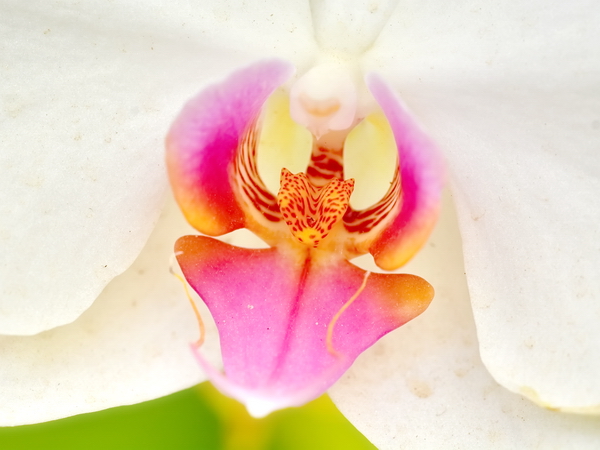 Orquidea en el Jardín Botánico de Rio de Janeiro 10 Orquidea en el Jardín Botánico de Rio de Janeiro 10