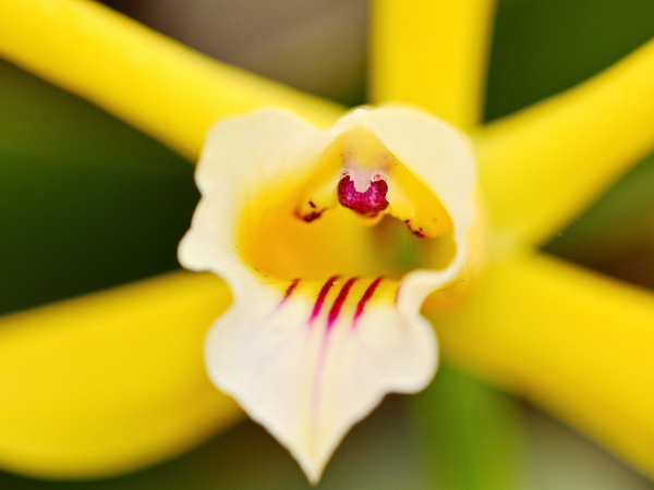 Orquidea en el Jardín Botánico de Rio de Janeiro 8 Orquidea en el Jardín Botánico de Rio de Janeiro 8