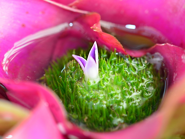 Bromelia 2 Bromelia 2