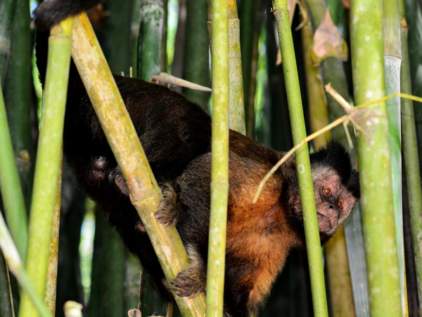 Macaco en el Jardín Botánico de Rio de Janeiro Macaco en el Jardín Botánico de Rio de Janeiro