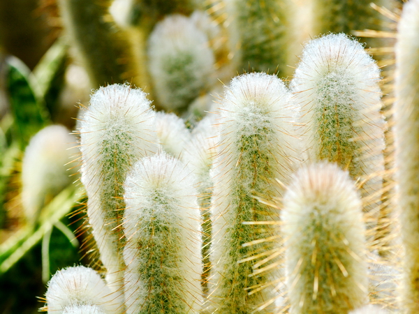 Cactus en el Jardín Botánico de Rio de Janeiro Cactus en el Jardín Botánico de Rio de Janeiro