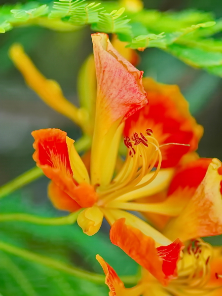 Orquídea en el Jardín Botánico de Río de Janeiro 15 Orquídea en el Jardín Botánico de Río de Janeiro 15