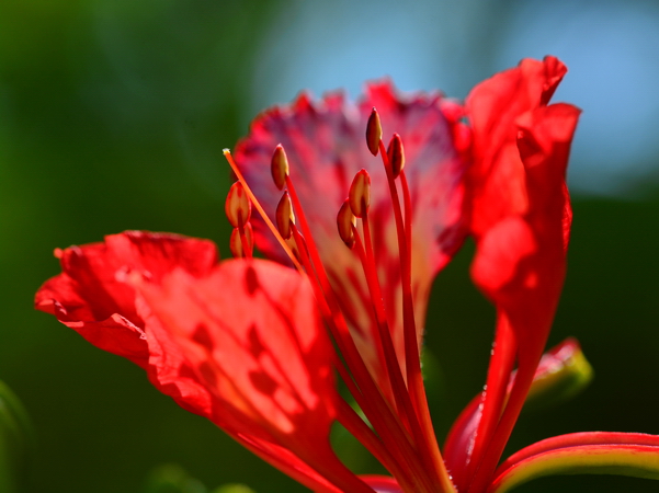Flor en el Jardín Botánico de Rio de Janeiro Flor en el Jardín Botánico de Rio de Janeiro