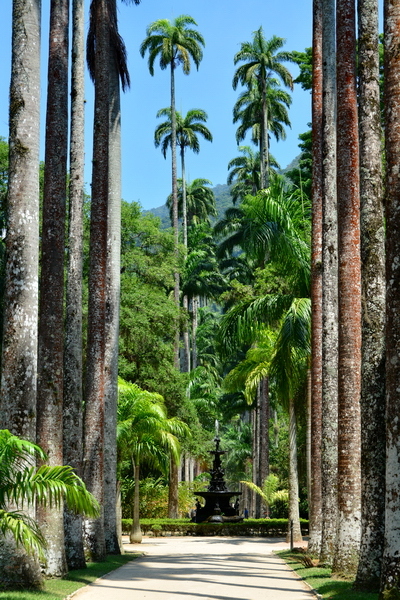 Palmeras reales en el Jardín Botánico de Rio de Janeiro Palmeras reales en el Jardín Botánico de Rio de Janeiro
