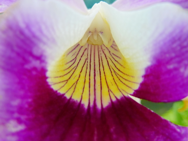 Orquidea en el Jardín Botánico de Rio de Janeiro 9 Orquidea en el Jardín Botánico de Rio de Janeiro 9