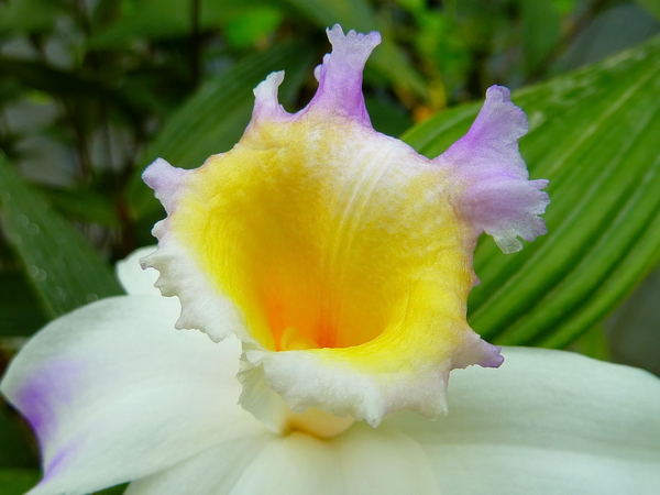 Orquídea en el Jardín Botánico de Río de Janeiro 11 Orquídea en el Jardín Botánico de Río de Janeiro 11