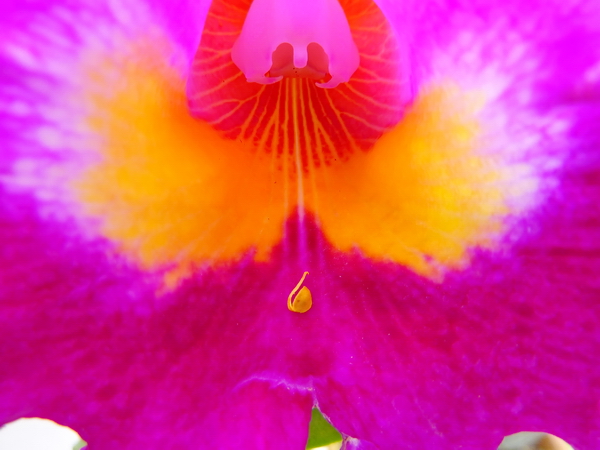 Orquidea en el Jardín Botánico de Rio de Janeiro 5 Orquidea en el Jardín Botánico de Rio de Janeiro 5