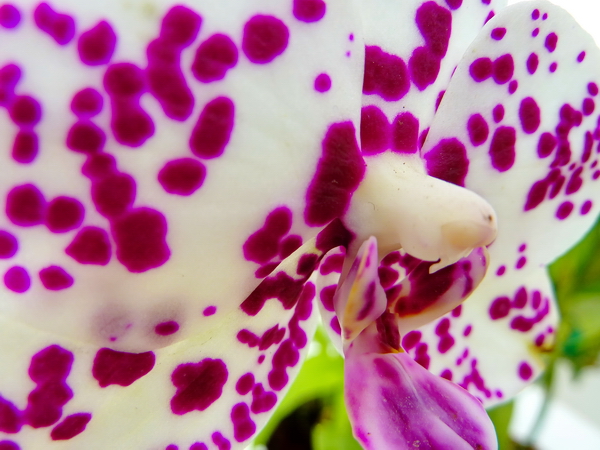 Orquídea en el Jardín Botánico de Río de Janeiro 12 Orquídea en el Jardín Botánico de Río de Janeiro 12