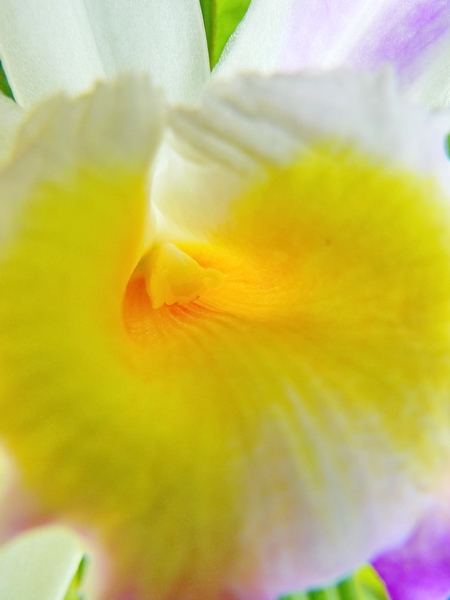 Orquídea en el Jardín Botánico de Río de Janeiro 13 Orquídea en el Jardín Botánico de Río de Janeiro 13