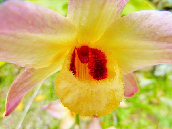 Orquídea en el Jardín Botánico de Río de Janeiro 14 Orquídea en el Jardín Botánico de Río de Janeiro 14