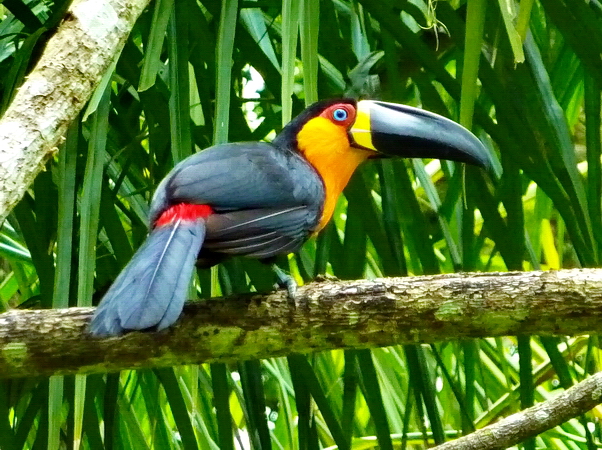 Tucán en el Jardín Botánico de Rio de Janeiro Tucán en el Jardín Botánico de Rio de Janeiro