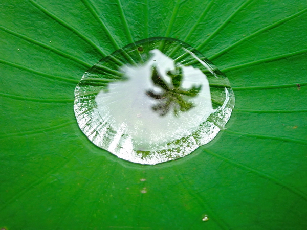 Reflejo de una palmera en una gota de agua Reflejo de una palmera en una gota de agua