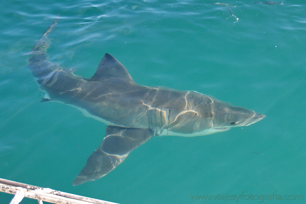 Tiburón blanco 1 Tiburón blanco 1