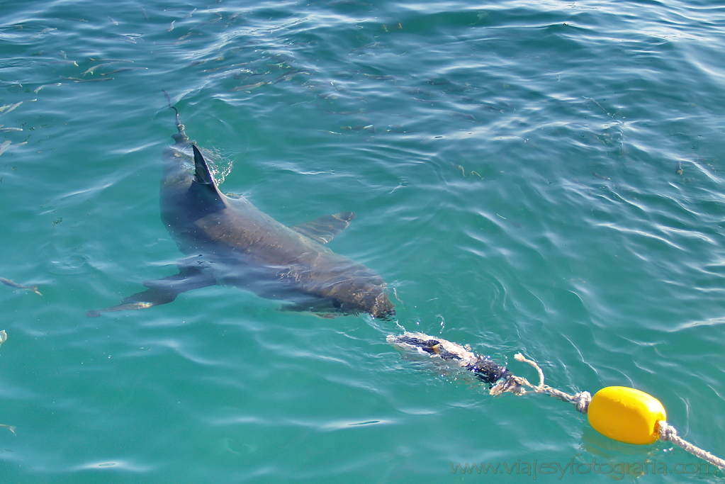 Tiburón blanco 4 Tiburón blanco 4