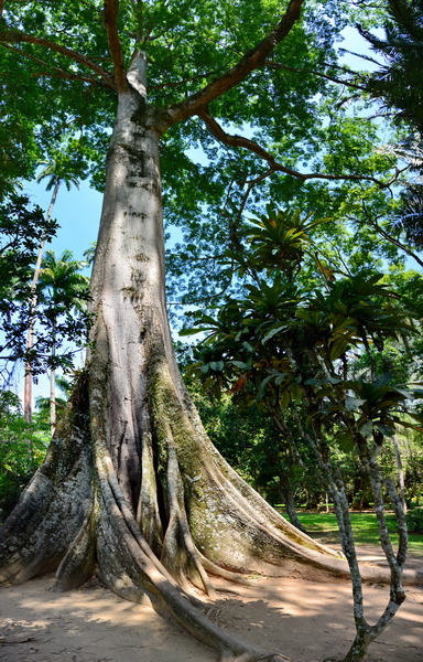 En el Jardín Botánico de Río de Janeiro 7 En el Jardín Botánico de Rio de Janeiro 7