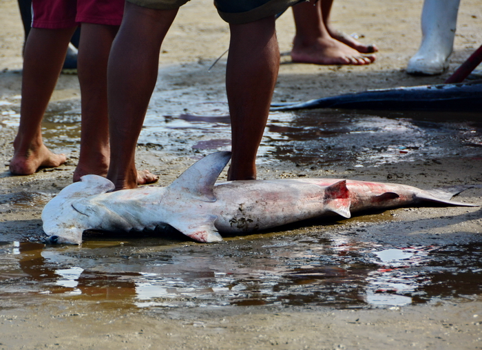 Descarga del pescado en Puerto López 10 Descarga del pescado en Puerto López 10