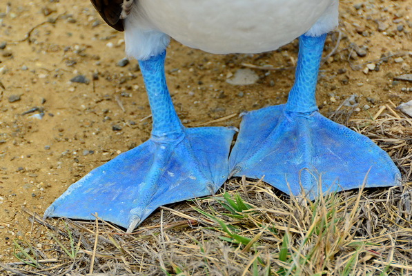 Detalle de las patas azules de un piquero Detalle de las patas azules de un piquero