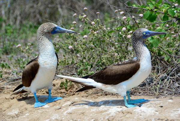 Pareja de piqueros de patas azules Pareja de piqueros de patas azules