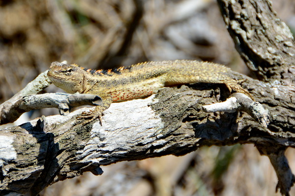 Lagarto de Isla de La Plata Lagarto de Isla de La Plata