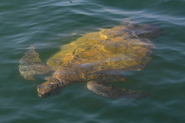Tortuga Marina en Isla de La Plata Tortuga Marina en Isla de La Plata