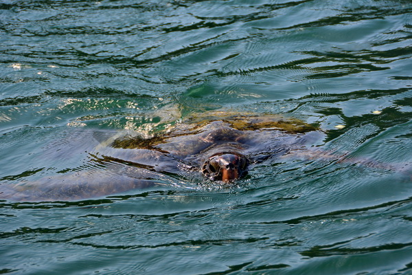 Tortuga Marina en Isla de La Plata 2 Tortuga Marina en Isla de La Plata 2