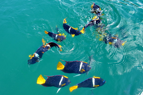 Peces en Isla de La Plata Peces en Isla de La Plata