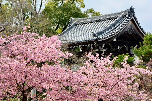 Hanami 10 Hanami 10