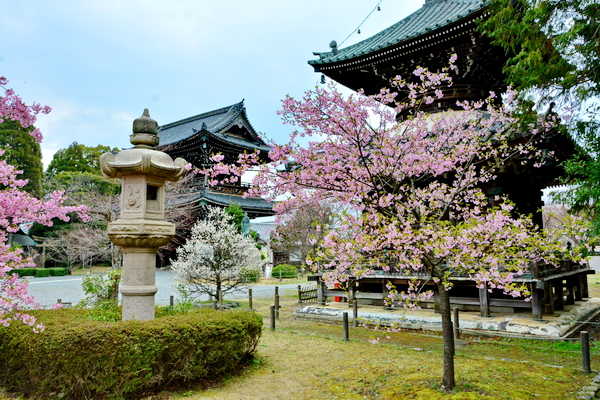 Hanami 11 Hanami 11