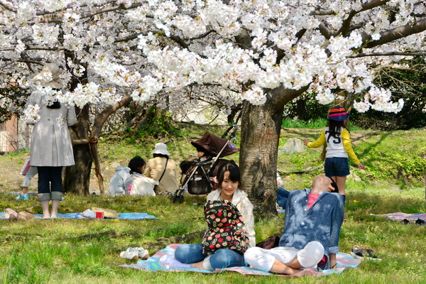 Disfrutando del Hanami Disfrutando del Hanami