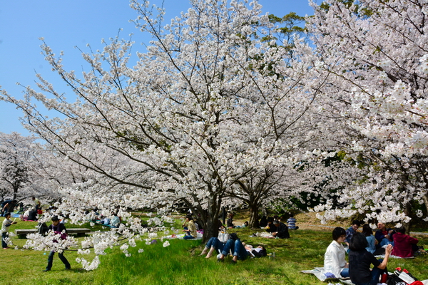 Hanami bajo los árboles 1